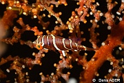 Wetmorella nigropinnata Labre pigme a taches noires juv-Wakatobi Batuata Island-12m-20180603-Denis-ADER-DSC_3757_tn